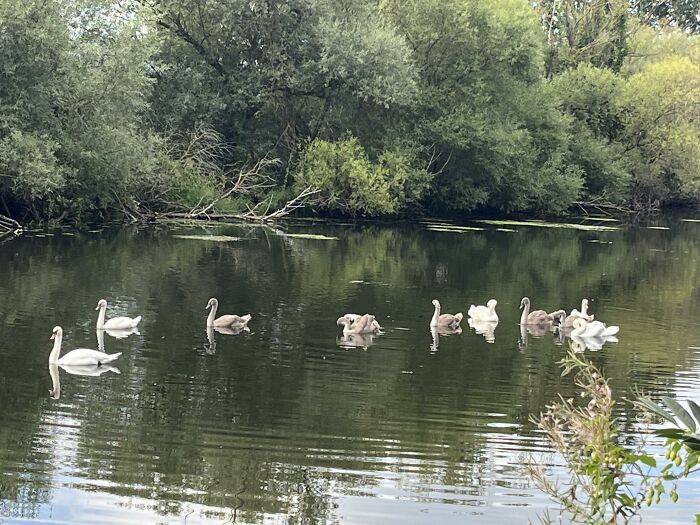 Several elegant swans and cygnets swimming gracefully in a serene pond, a delightful animal photo.