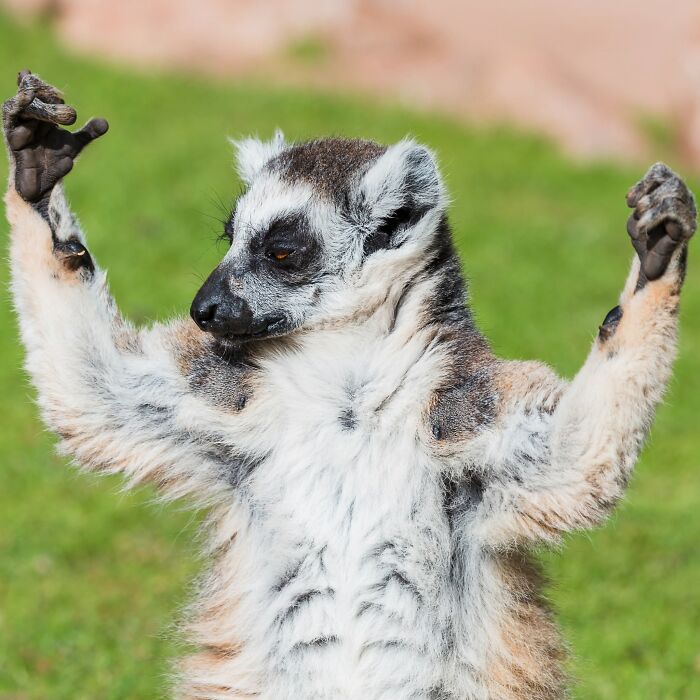 40 Amazing Animal Photos That Prove Nature And Pets Never Run Out Of Surprises