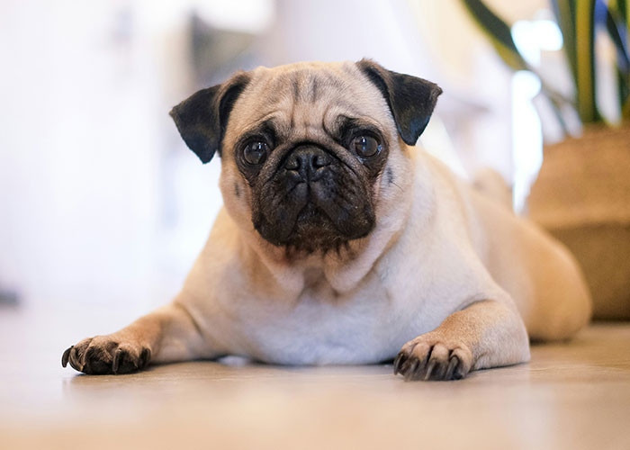 A pug, a dog breed that may soon be banned in the UK, lies on the floor looking at the camera. A pug, a dog breed that may soon be banned in the UK, lies on the floor looking at the camera.