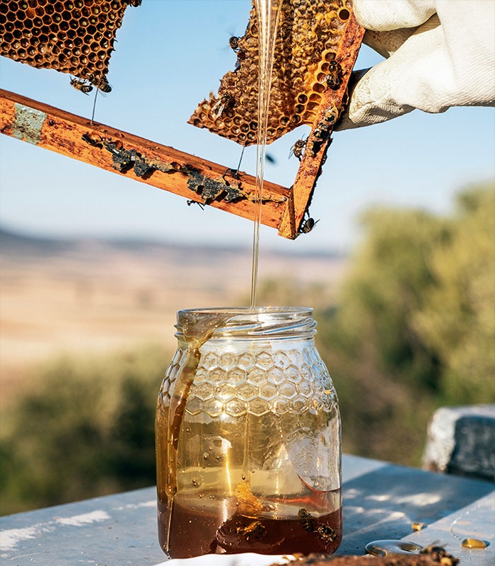 Honey pouring from a honeycomb into a jar, demonstrating increased honey production from a bee-saving device. Honey pouring from a honeycomb into a jar, demonstrating increased honey production from a bee-saving device.
