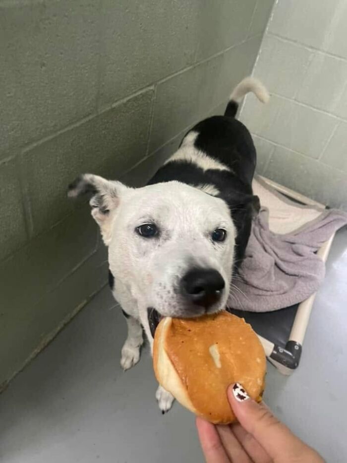 A black and white shelter dog carefully takes a hamburger from a hand, showing a gentle reaction.