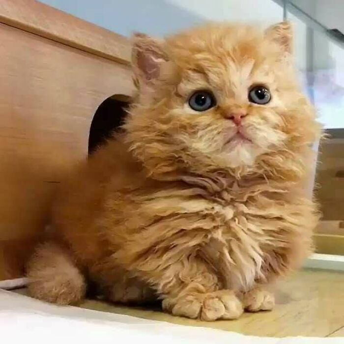 An adorable tiny kitten with orange fluffy fur and blue eyes, a delightful cat pic with beautiful colors.