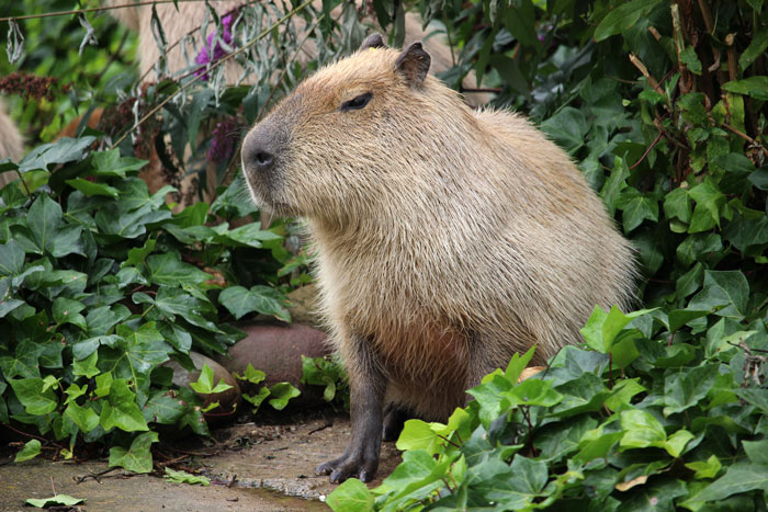 A capybara sitting among green foliage, representing times people forgot names and described things unhinged.
