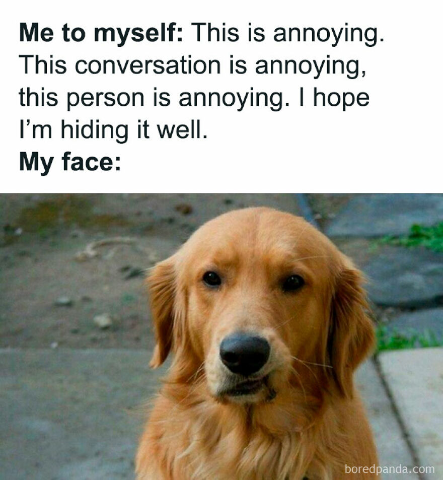 An animal meme showing a serious golden retriever dog's face, representing an attempt to hide annoyance during a conversation.