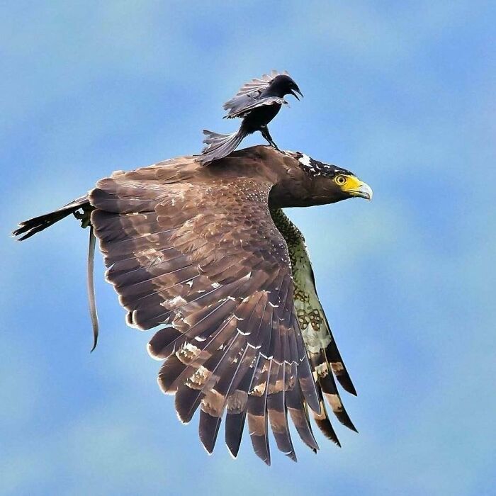 50 Perfectly Timed Animal Photos From This Online Collection That Are Almost Too Good To Be True