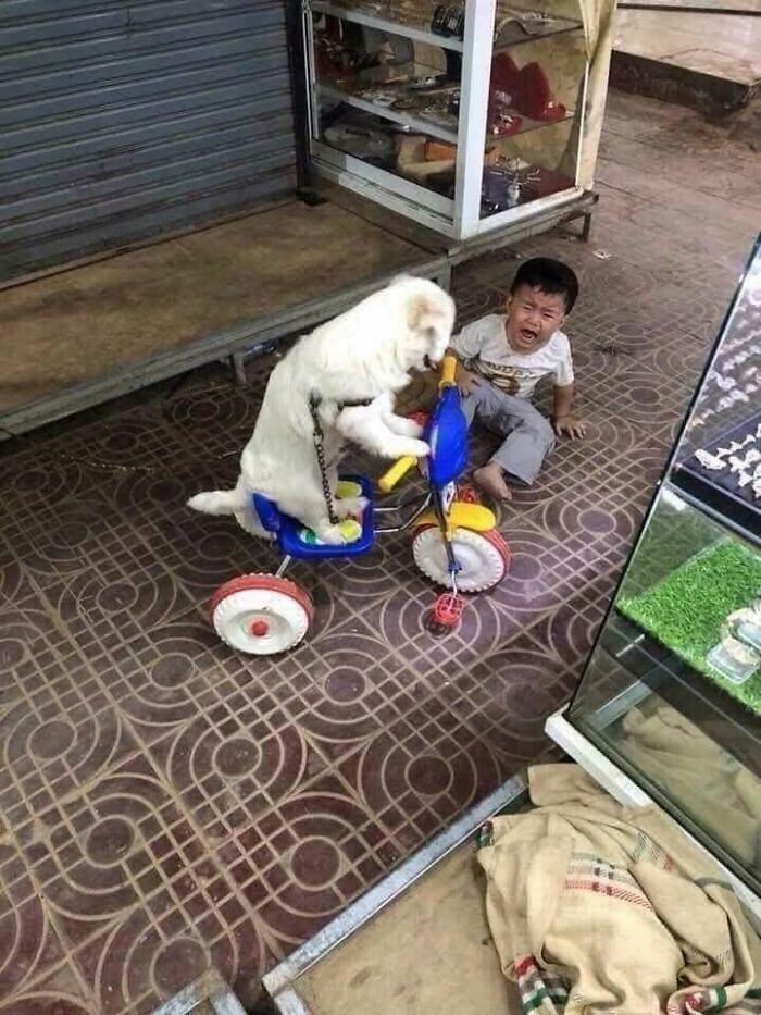 Funny animal encounter: A large white dog rides a tricycle while a child sits on the floor crying.