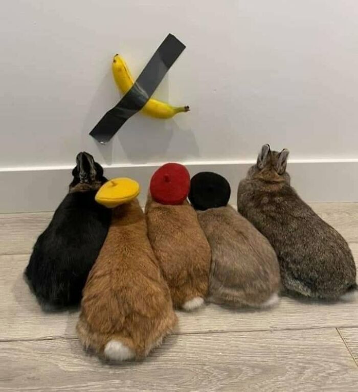 Funny animal encounter: Five bunnies wearing small berets look at a banana taped to a wall.