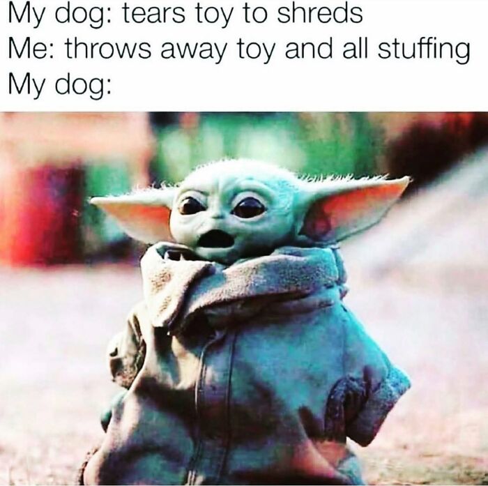 A Baby Yoda meme looking shocked and surprised, representing a dog's reaction to a torn toy being thrown away.