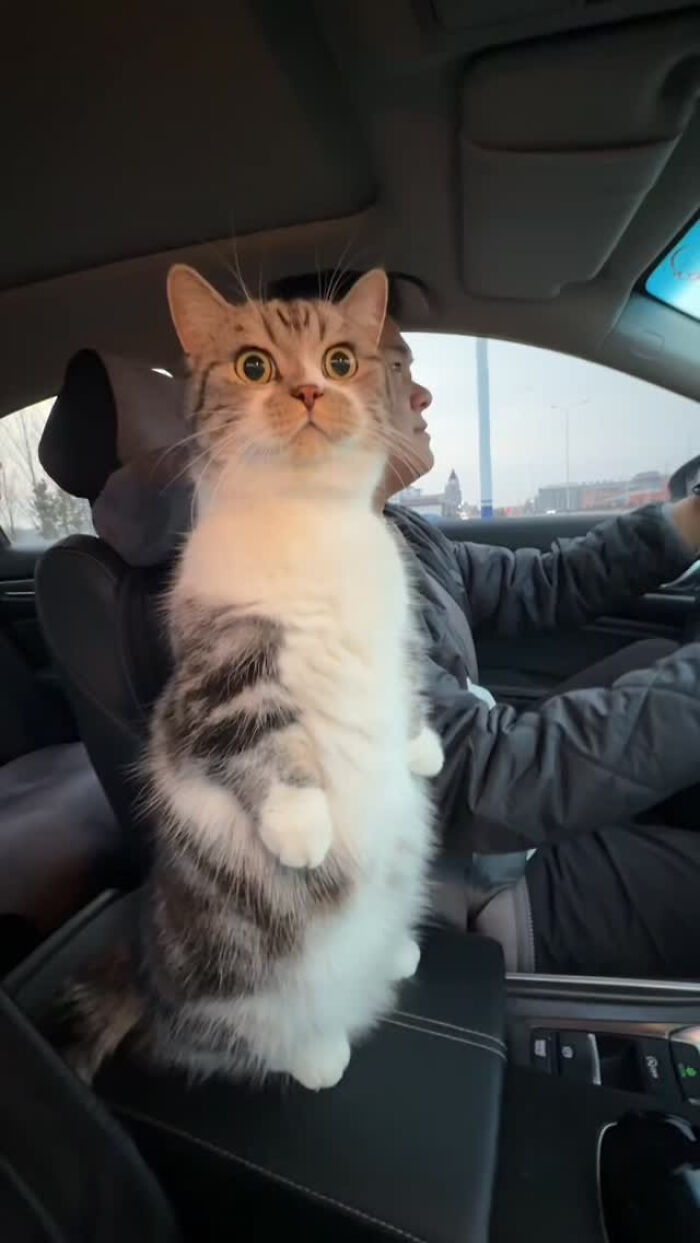 A cat standing on its hind legs in a car, looking forward, a great cat meme.