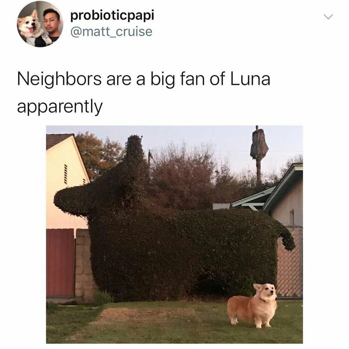 A funny dog meme with a corgi standing next to a large, dog-shaped bush, showing a funny dog meme.