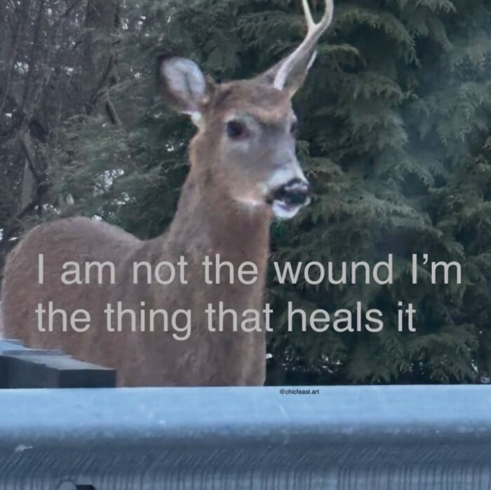 A Serotonin meme with a deer in front of trees, text reads I am not the wound Im the thing that heals it.