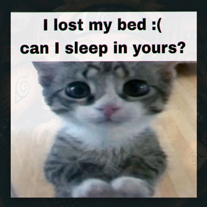 A cat meme with a cute kitten looking up with big eyes. The text asks I lost my bed :( can I sleep in yours?