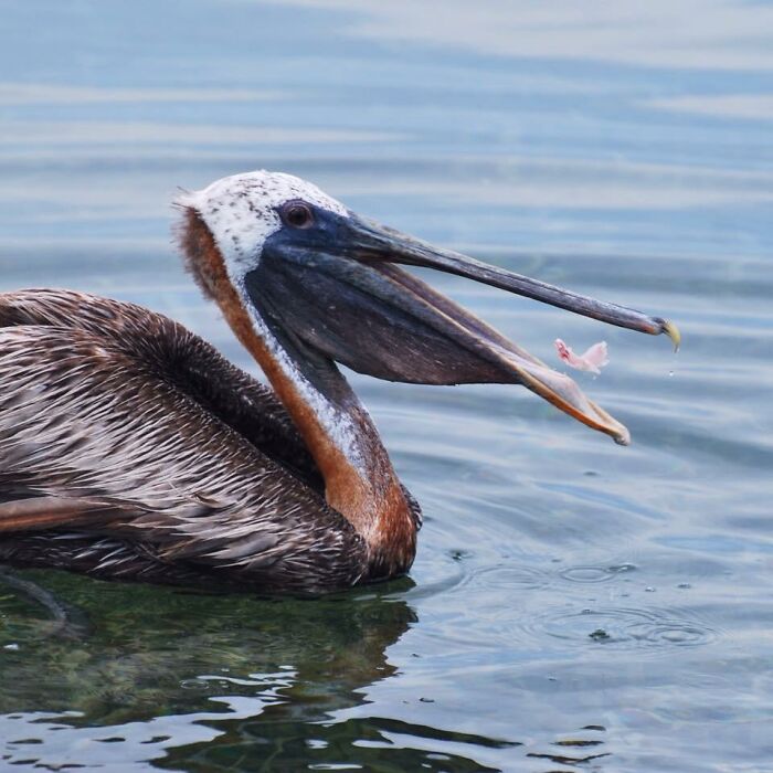50 Perfectly Timed Animal Photos From This Online Collection That Are Almost Too Good To Be True
