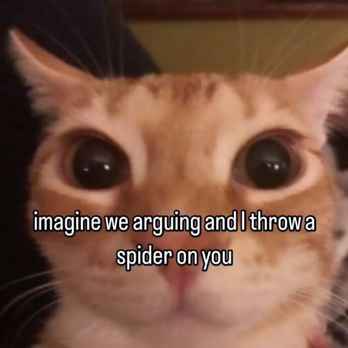 A cat meme with an orange cat looking directly at the camera with wide eyes. The text says imagine we arguing and I throw a spider on you.