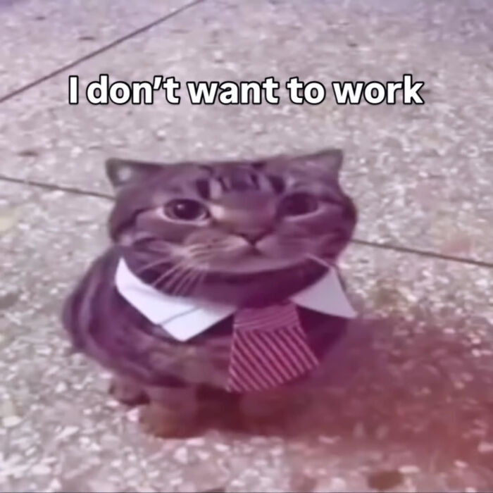 A fluffy Cat meme featuring a cat wearing a tie, humorously stating, I dont want to work.