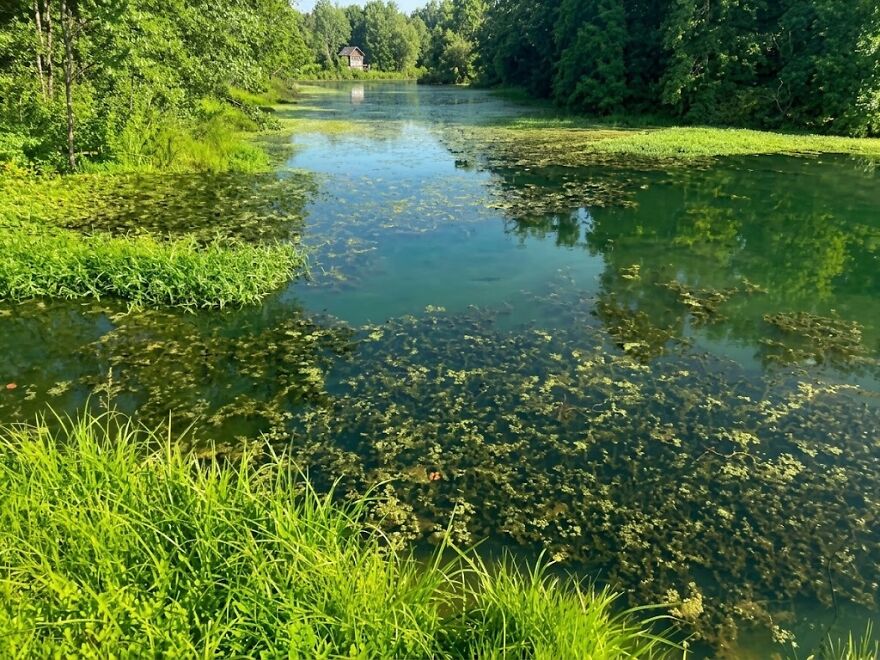 A pond covered in green algae and surrounded by lush trees, a serene backdrop for a side hustle.