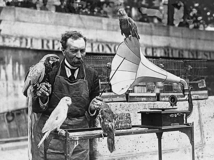Vintage photo of a man surrounded by parrots and a phonograph, showing animals stealing the spotlight.