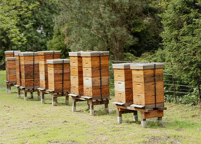 Row of bee-saving devices, beehives in a field, increasing honey production. Row of bee-saving devices, beehives in a field, increasing honey production.