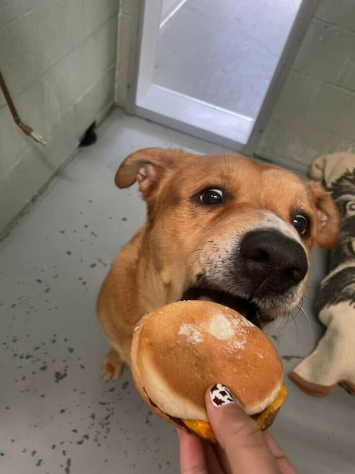 A light brown shelter dog with expressive eyes looks up at a hamburger, showing an eager reaction.