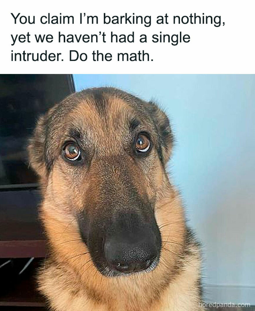 A German Shepherd, an animal, with a quizzical expression, paired with a funny caption about barking and intruders for animal memes.