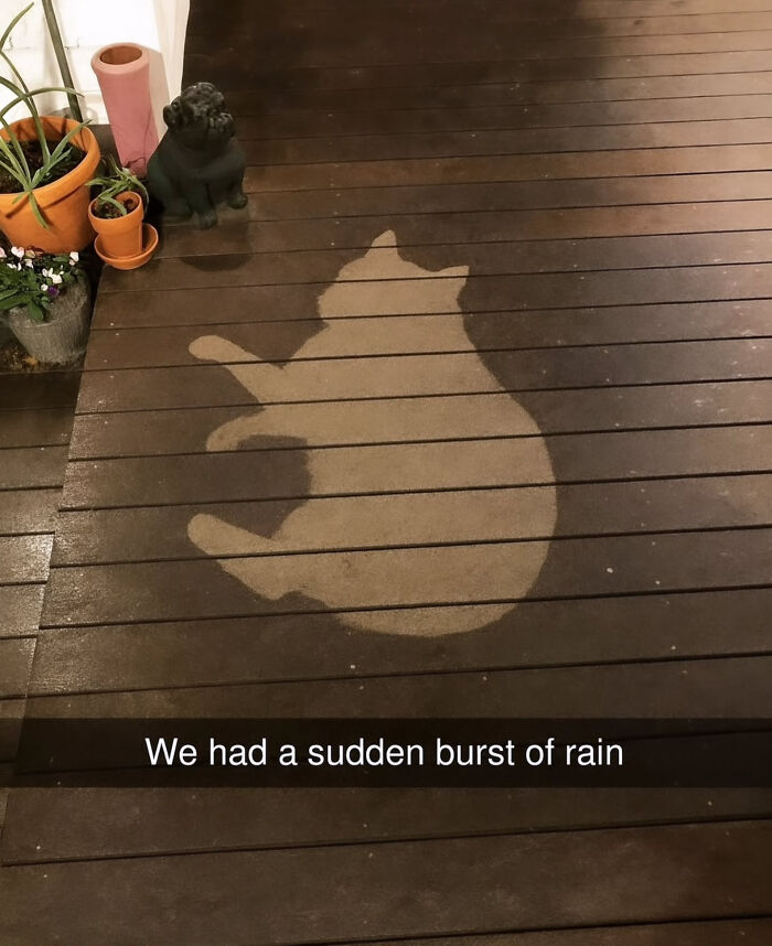 A cat-shaped dry patch on a wet wooden deck, a perfect moment for funny cat memes.