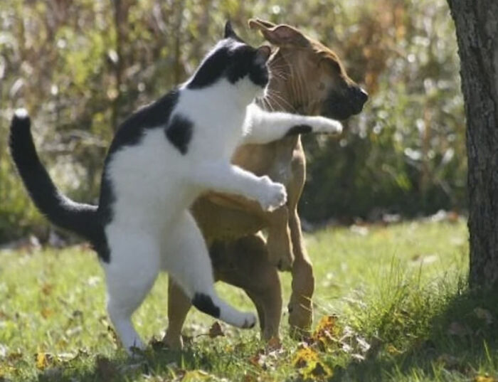 50 Perfectly Timed Animal Photos From This Online Collection That Are Almost Too Good To Be True