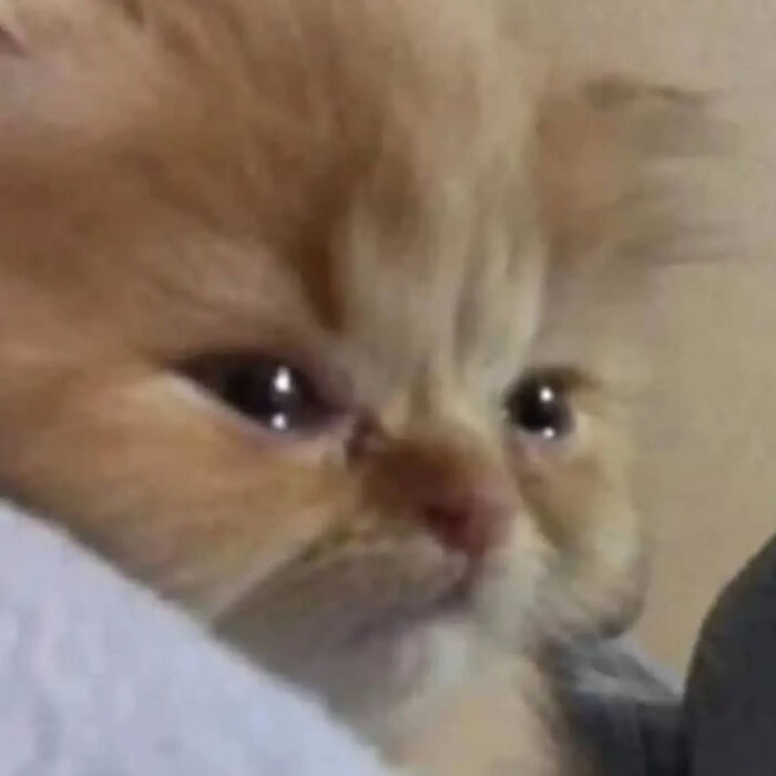 A close-up of a sad, teary-eyed ginger kitten, a classic for relatable cat memes.
