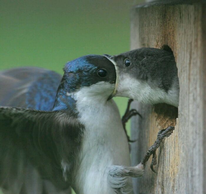 50 Perfectly Timed Animal Photos From This Online Collection That Are Almost Too Good To Be True