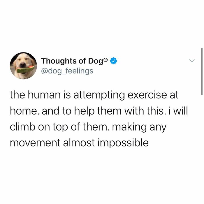 A funny dog meme from Thoughts of Dog showing a tweet about a dog making exercise impossible.