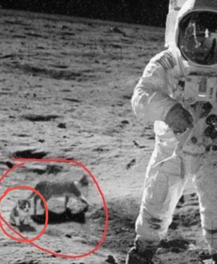 A cat meme showing an astronaut on the moon with a red circle highlighting a cat in the distance, suggesting it's a cat meme.