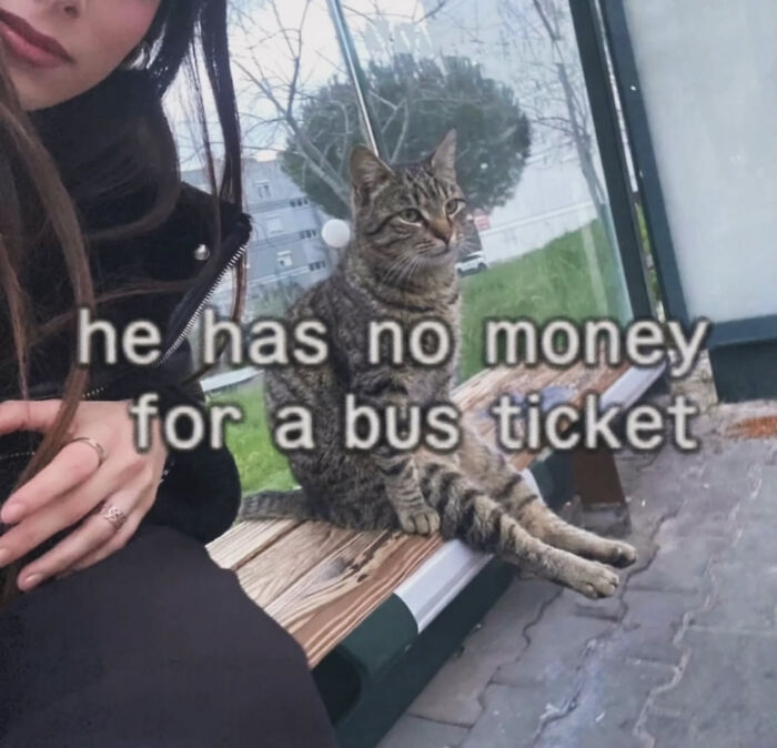 A funny cat meme shows a tabby cat sitting on a bench with text overlay, he has no money for a bus ticket, creating a funny cat moment.
