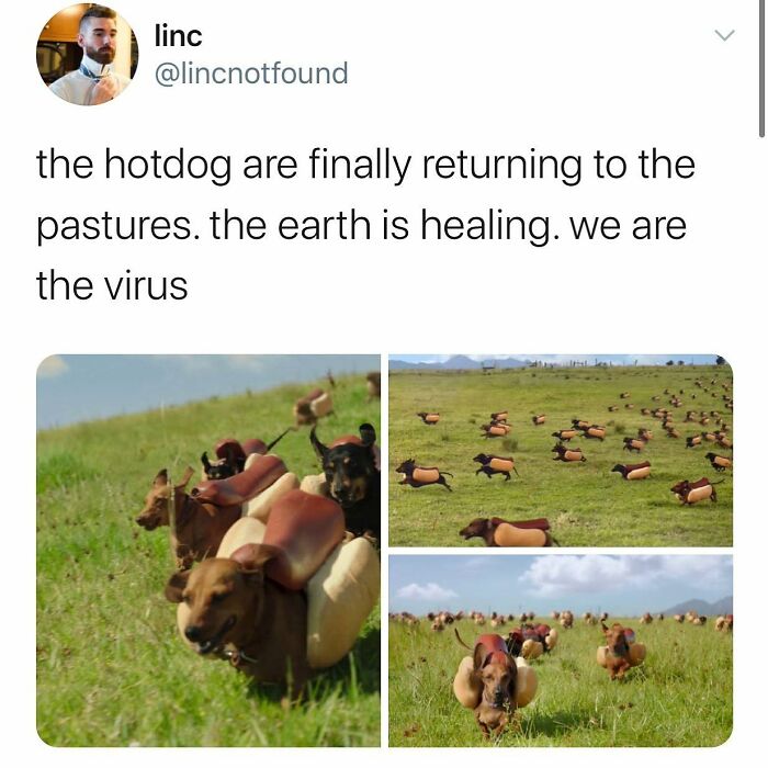 Funny dog memes: several dogs dressed as hotdogs running in a grassy field, depicting a humorous return to pastures.