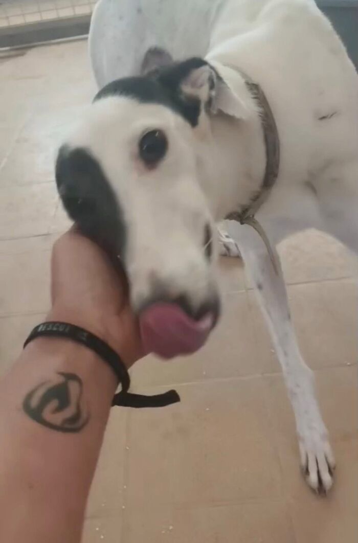 A close-up of a rescued Spanish Galgo being petted in the USA, whose story became art. A close-up of a rescued Spanish Galgo being petted in the USA, whose story became art.