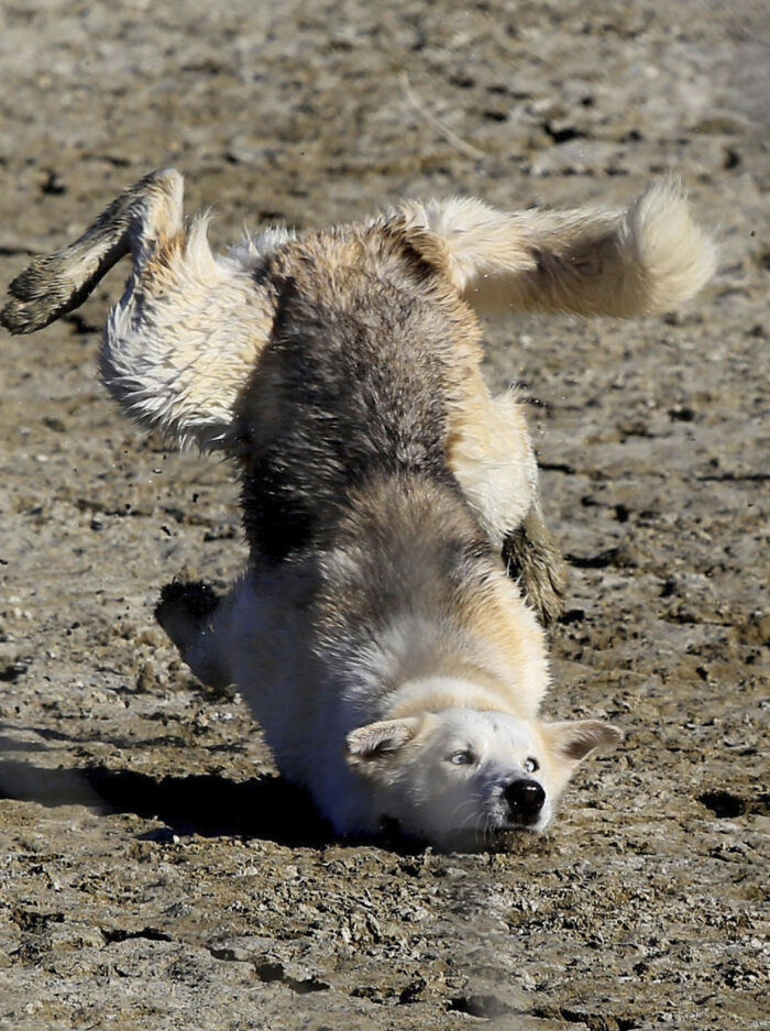 50 Perfectly Timed Animal Photos From This Online Collection That Are Almost Too Good To Be True