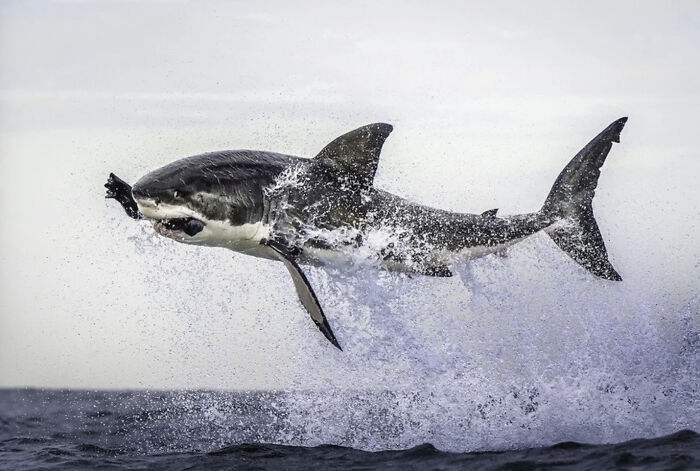 50 Perfectly Timed Animal Photos From This Online Collection That Are Almost Too Good To Be True