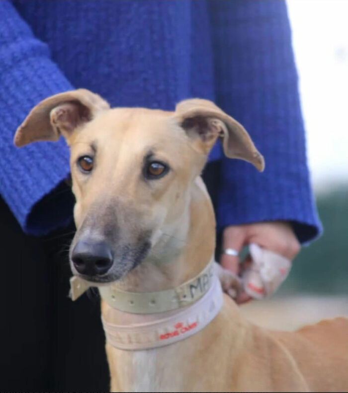 A tan rescued Spanish Galgo gazes intently while being held, part of a story turned into art in the USA. A tan rescued Spanish Galgo gazes intently while being held, part of a story turned into art in the USA.