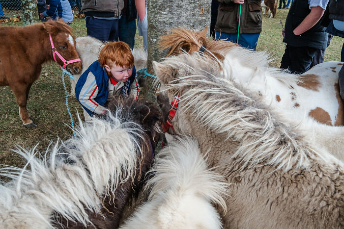A young boy with red hair looking intently at a group of shaggy ponies at a fair, showcasing street photography.