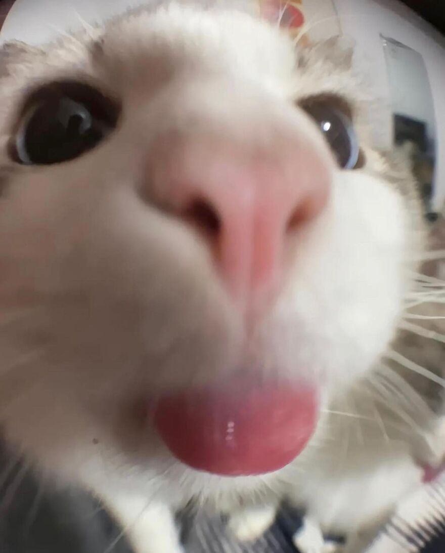 A cat being weird with its tongue out and eyes wide in a close-up, fisheye view.