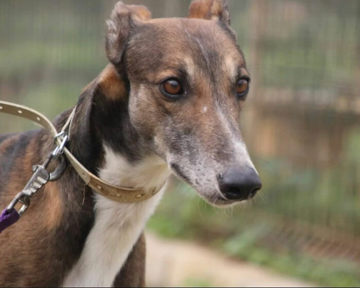 Close-up of a rescued Spanish Galgo with a brindle coat and a collar, looking intently into the distance. Close-up of a rescued Spanish Galgo with a brindle coat and a collar, looking intently into the distance.