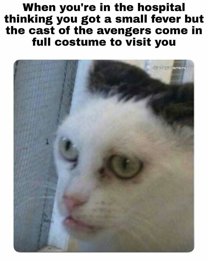 A cat with a surprised expression, representing a hospital visit meme for doctors.