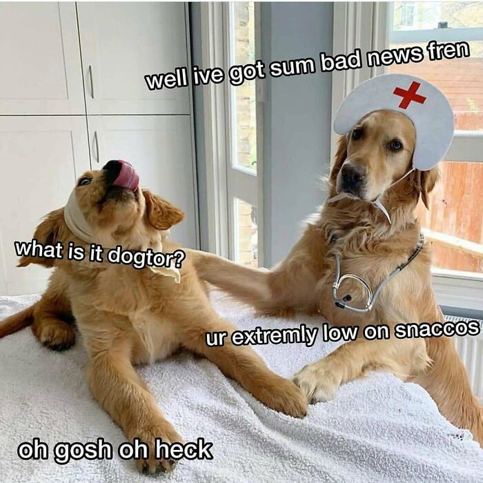 A meme for doctors featuring two golden retrievers, one dressed as a nurse and the other as a patient.