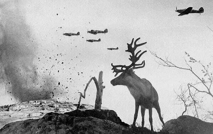 Reindeer watching planes b**b the ground, a moment nearly lost to history that everyone should see.