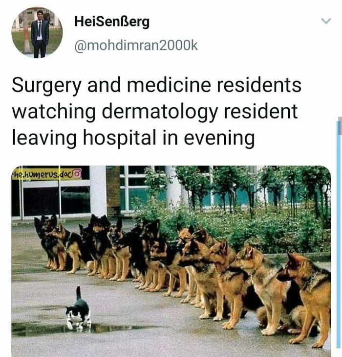 A doctor meme illustrating residents watching another resident leave, using a cat walking past a line of German Shepherds.