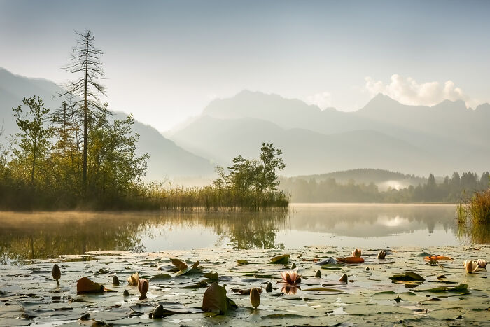 A serene nature photography scene with water lilies on a misty lake, mountains in the background, from the International Nature Photography Festival.