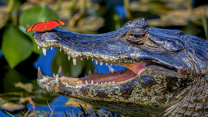 Wildlife, 3rd Place: Beauty And Beast By Luiz Augusto Magina