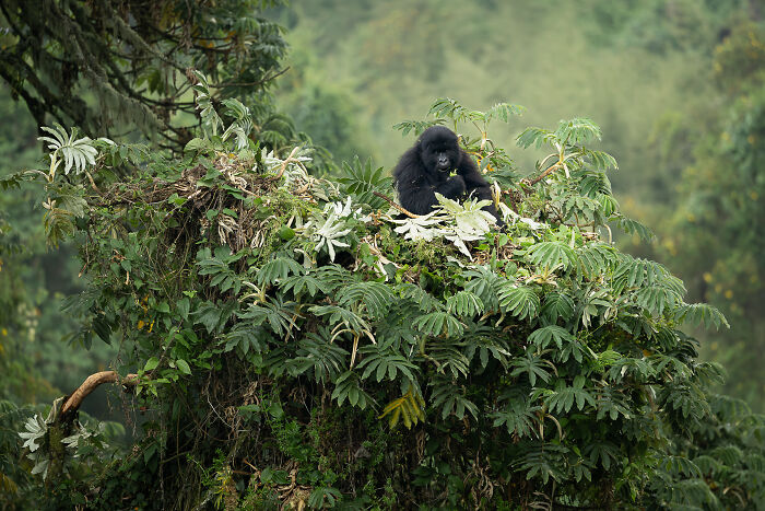 Breakfast At The Nest By Benoit Rondelet
