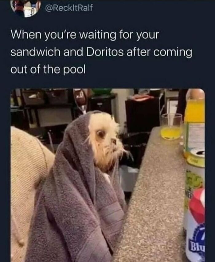 A funny animal meme showing a small wet dog wrapped in a towel, waiting for food after swimming.