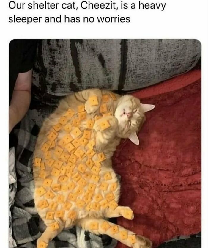 Adorable animal meme of a sleeping cat covered in Cheez-It crackers, showing a heavy sleeper with no worries.