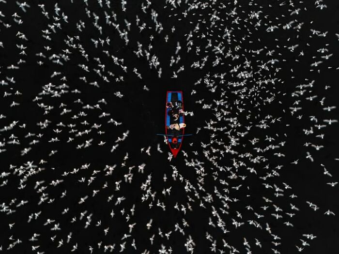 Remarkable photograph by Tittu Shaji Thomas of a boat surrounded by birds from above, capturing life across landscapes.