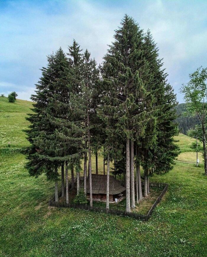 A brilliant and beautiful design showcasing a small, hidden house nestled among tall pine trees on a grassy hill.